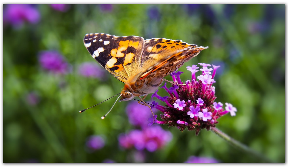 © Botanika | Botanika Schmetterling | 