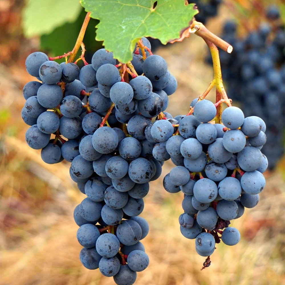 © Pixabay/matthiasboeckel | wine | 