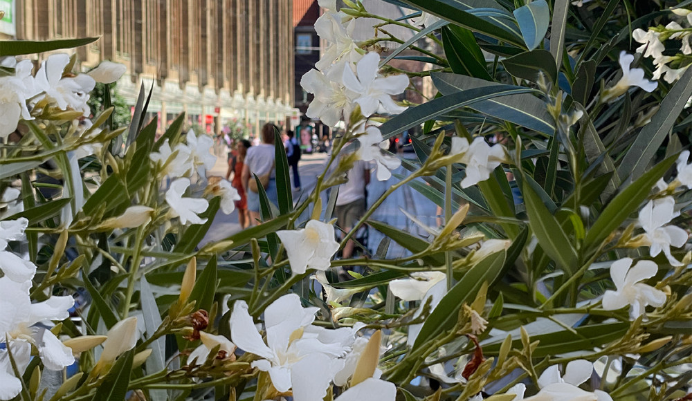 Orleander Obernstrasse web | 